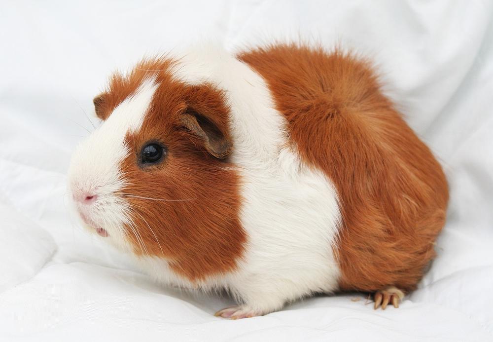 Can You Bathe Guinea Pigs With Baby Shampoo? (is It Safe?)