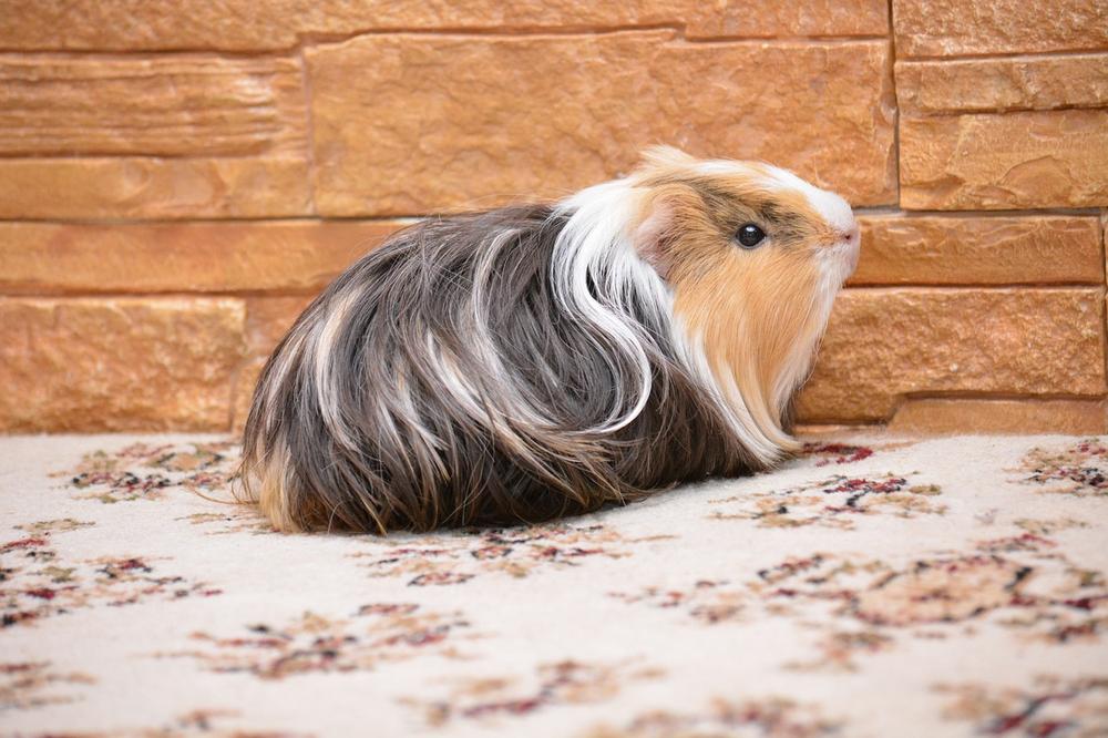 guinea-pig-ear-infection-causes-prevention-and-treatment