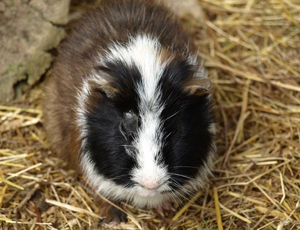 Do Guinea Pigs Close Their Eyes When They Sleep?