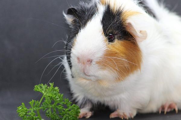 Do Guinea Pigs Remember Things? What About Their Owners?