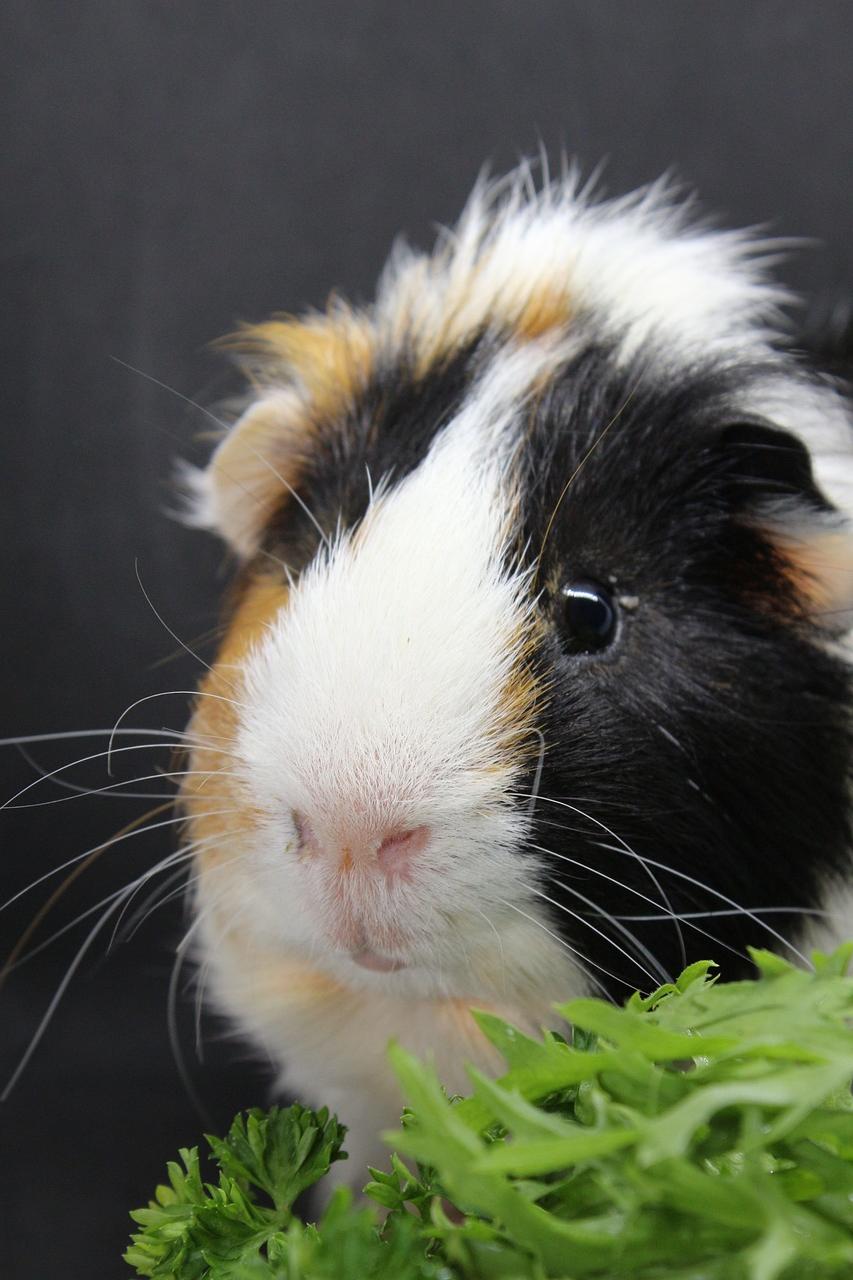 Can Guinea Pigs Survive in HOT Weather? (Detailed Answer)