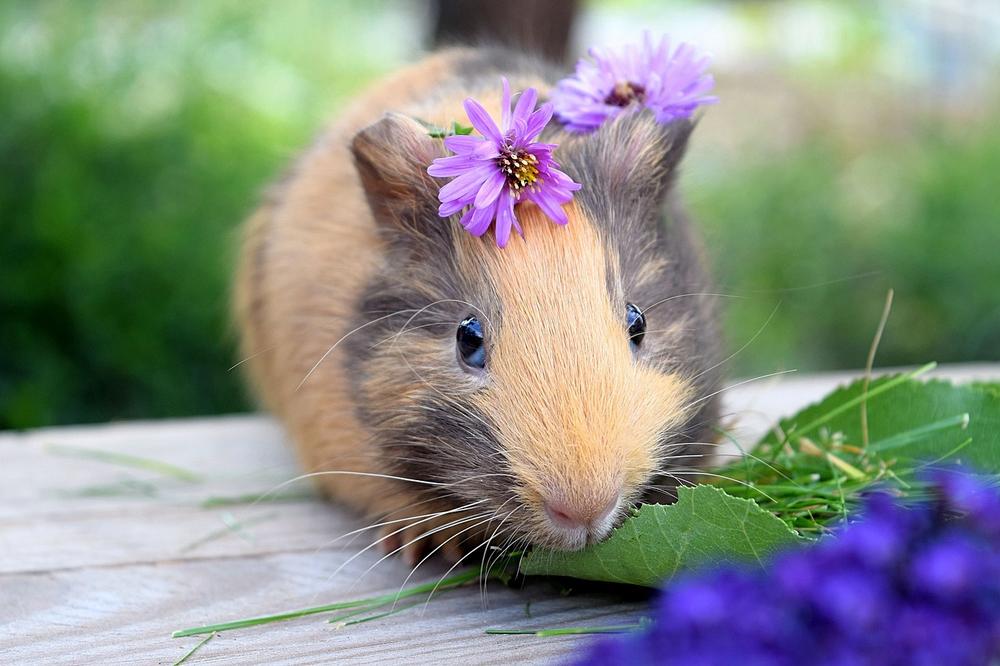 guinea-pig-ear-infection-causes-prevention-and-treatment