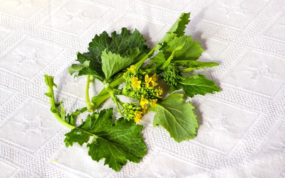 Can Guinea Pigs Eat Turnip Greens?