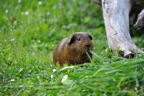 How to Spot and Treat Mites on Guinea Pigs: A Comprehensive Guide