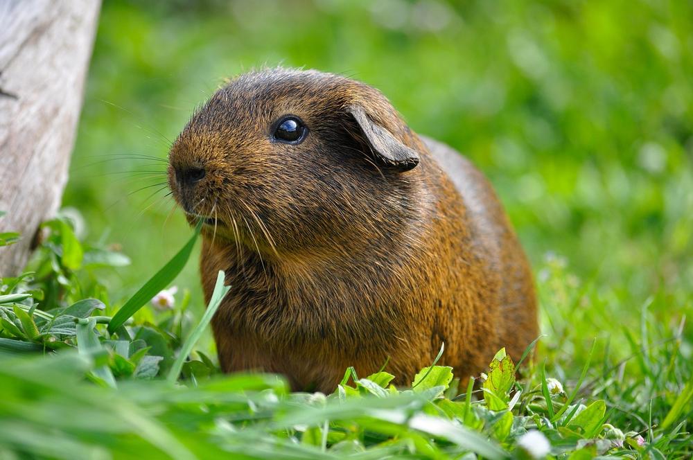 How Much INTELLIGENCE Does a Guinea Pig Actually Have?