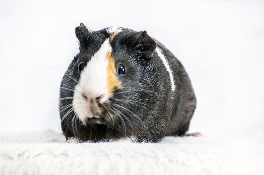 guinea-pig-ear-infection-signs-cause-and-treatment-more-guinea-pigs