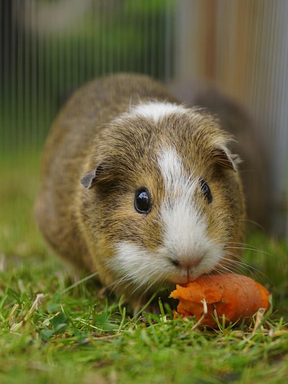 What to Feed Baby Guinea Pigs? (Hay, Milk, or Other Grass?)