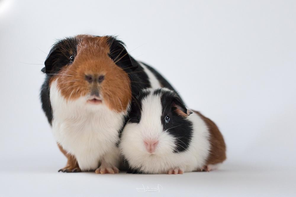 how-to-treat-guinea-pig-constipation-this-works-every-time