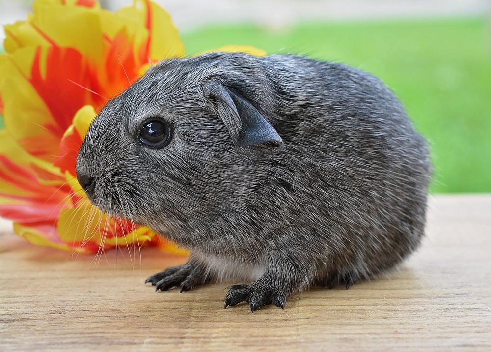 Do Guinea Pigs Like to Be Held? (Or Do They Secretly Hate It?)