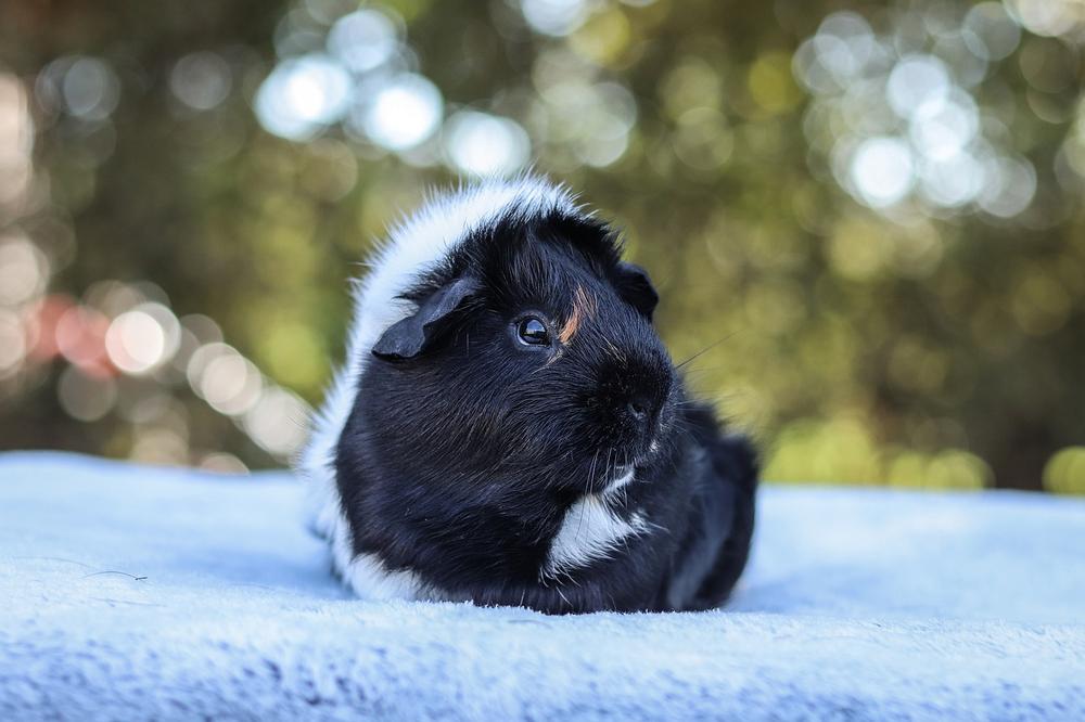 How to Properly Bathe Guinea Pigs (The Ultimate Guide)