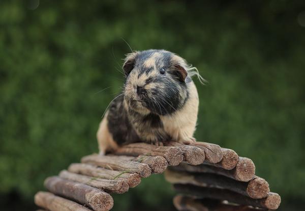 guinea-pig-ear-infection-causes-prevention-and-treatment