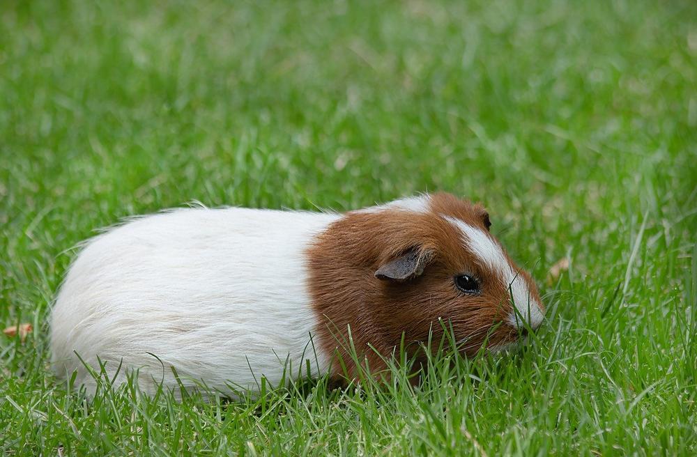 Can guinea pigs use wheels